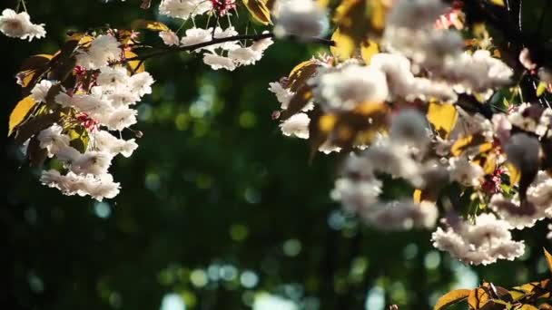 Güzel sakura çiçeği — Stok video