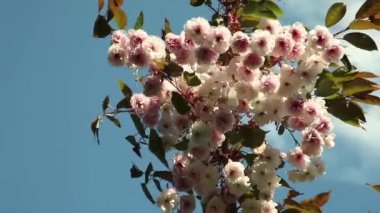 güzel sakura çiçeği