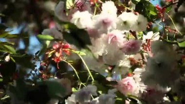 güzel sakura çiçeği