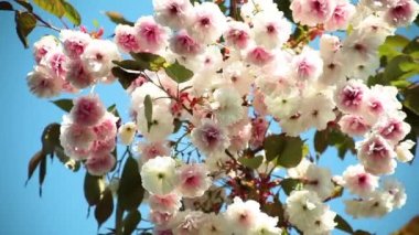 Güneşli bir günde kiraz çiçekleri