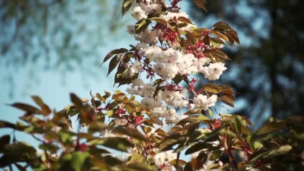 Beautiful sakura blossom — Stock Video