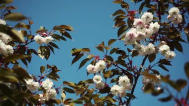 güzel sakura çiçeği