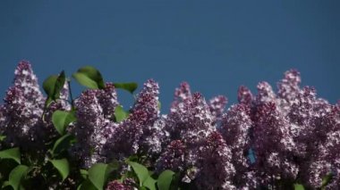 blue sky bir yazıt için karşı Eflatun çiçek