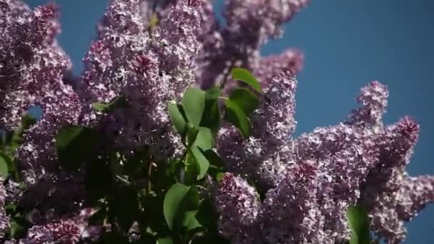 Lilac blooms against the blue sky — Stock Video