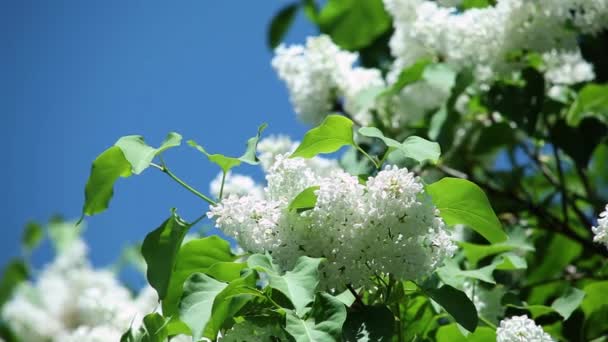 White lilac with fresh green leaves on a branch against a blue sky — Stock Video