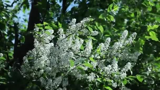 Prunus padus, gewone vogelkers bloesem in het voorjaar met witte bloemen — Stockvideo