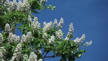 ağaç dalları mavi gökyüzü karşı kestane çiçekler