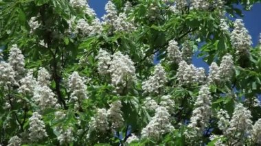 ağaç dalları mavi gökyüzü karşı kestane çiçekler