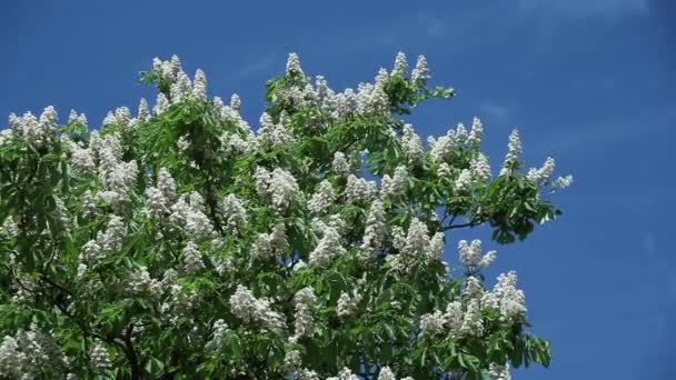 Flores de castanha em galhos de árvore contra um céu azul — Vídeo de Stock