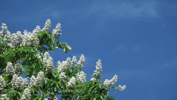 Las flores de castaño en las ramas de los árboles contra el cielo azul — Vídeos de Stock