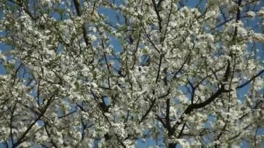 çiçek açan erik ağacı güneşli bir mavi gökyüzü karşı beyaz çiçekli