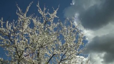 çiçek açan erik ağacı güneşli bir mavi gökyüzü karşı beyaz çiçekli