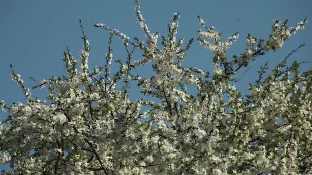 Blühender Pflaumenbaum mit weißen Blüten an einem sonnigen Tag — Stockvideo