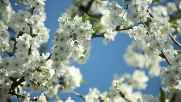 Blooming plum tree with white flowers on a sunny day against a blue sky — Stock Video
