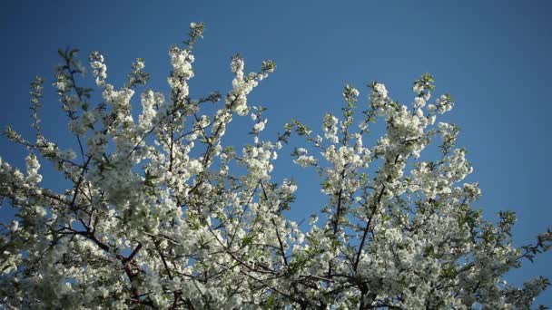 kvetoucí švestka s bílými květy na slunečný den proti modré obloze
