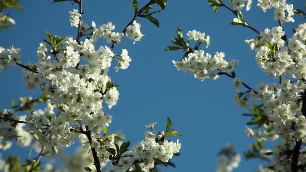 Virágzó szilvafa, fehér virágok, egy napsütéses napon a kék ég ellen — Stock videók