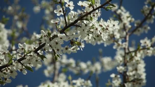 Ανθίζοντας δέντρο δαμάσκηνο με τα άσπρα λουλούδια σε μια ηλιόλουστη ημέρα ενάντια σε ένα καταγάλανο ουρανό — Αρχείο Βίντεο