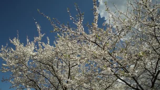 Bloeiende pruimenboom met witte bloemen op een zonnige dag tegen een blauwe hemel — Stockvideo