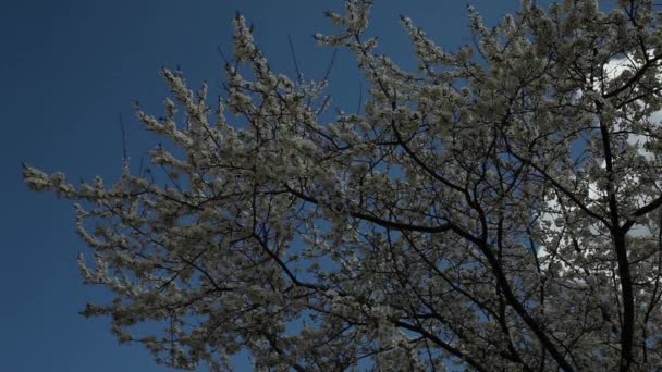 Blooming plum tree with white flowers on a sunny day against a blue sky — Stock Video