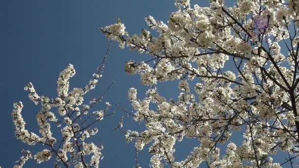 Ciruelo floreciente con flores blancas en un día soleado contra un cielo azul — Vídeos de Stock