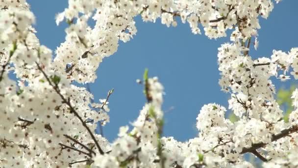 Bloeiende pruimenboom met witte bloemen op een zonnige dag tegen een blauwe hemel — Stockvideo