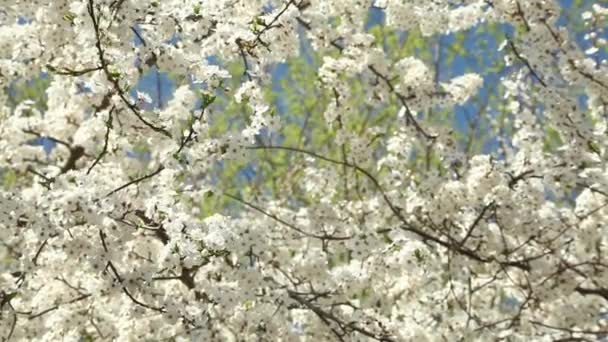 Árvore de ameixa florescente com flores brancas em um dia ensolarado contra um céu azul — Vídeo de Stock