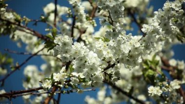 erik ağacı çiçekleri