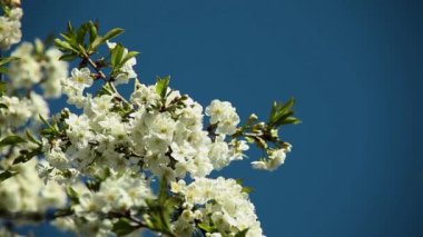 erik ağacı çiçekleri