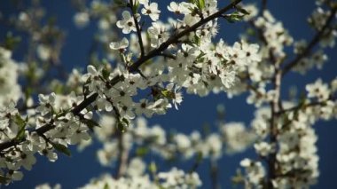 erik ağacı çiçekleri