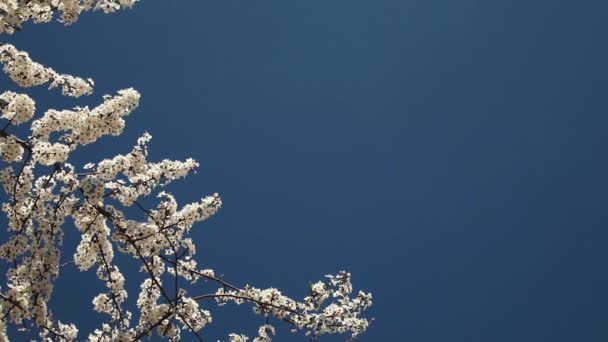 Fleurs Prune Fond Par Temps Ensoleillé Contre Ciel Bleu Séquence Vidéo