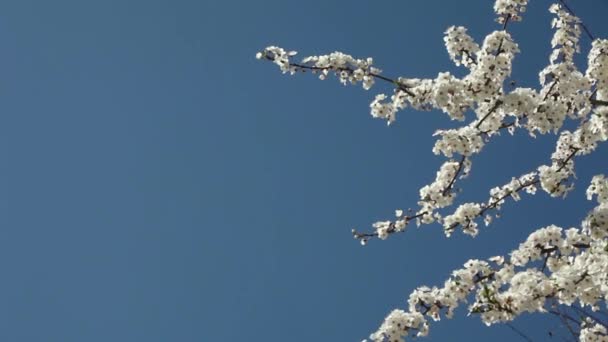 Δαμάσκηνο δέντρο άνθη — Αρχείο Βίντεο