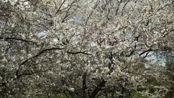 Plum tree blossoms — Stock Video