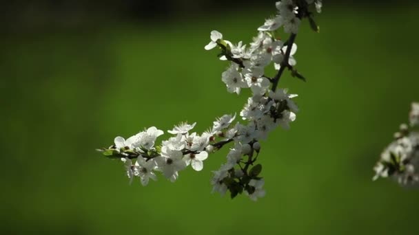 Pruimenboom blossoms — Stockvideo