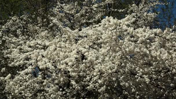 Drzewo śliwkowe kwiaty — Wideo stockowe