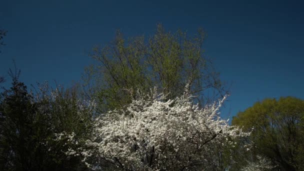 Plommon trädet blommar — Stockvideo