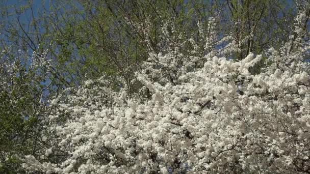 Δαμάσκηνο δέντρο άνθη — Αρχείο Βίντεο