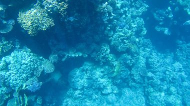 Balık ve mercanlar Kızıldeniz Mısır'ın fotoğrafı.