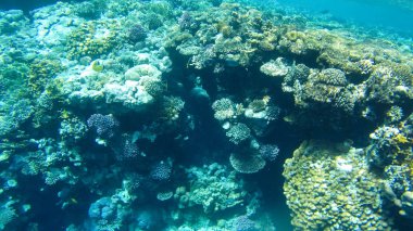 Balık ve mercanlar Kızıldeniz Mısır'ın fotoğrafı.