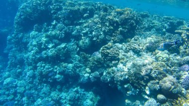 Balık ve mercanlar Kızıldeniz Mısır'ın fotoğrafı.