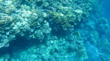 Balık ve mercanlar Kızıldeniz Mısır'ın fotoğrafı.