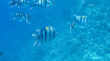 Balık ve mercanlar Kızıldeniz Mısır'ın fotoğrafı.