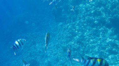 Balık ve mercanlar Kızıldeniz Mısır'ın fotoğrafı.