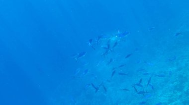 Balık ve mercanlar Kızıldeniz Mısır'ın fotoğrafı.