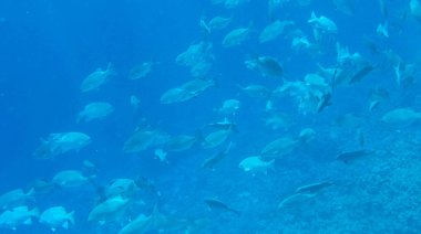 Balık ve mercanlar Kızıldeniz Mısır'ın fotoğrafı.