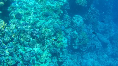 Balık ve mercanlar Kızıldeniz Mısır'ın fotoğrafı.