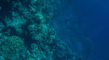 Balık ve mercanlar Kızıldeniz Mısır'ın fotoğrafı.