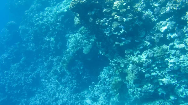 Foto Von Fischen Und Korallen Roten Meer Ägypten — Stockfoto