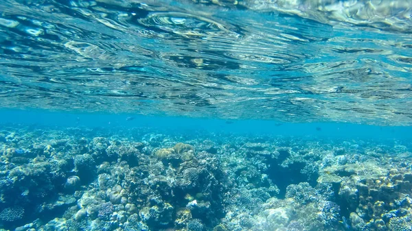 Foto Fiskar Och Koraller Röda Havet Egypten — Stockfoto