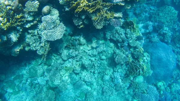 Foto Von Fischen Und Korallen Roten Meer Ägypten — Stockfoto