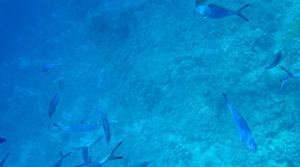 Photo Poissons Coraux Dans Mer Rouge Egypte — Photo